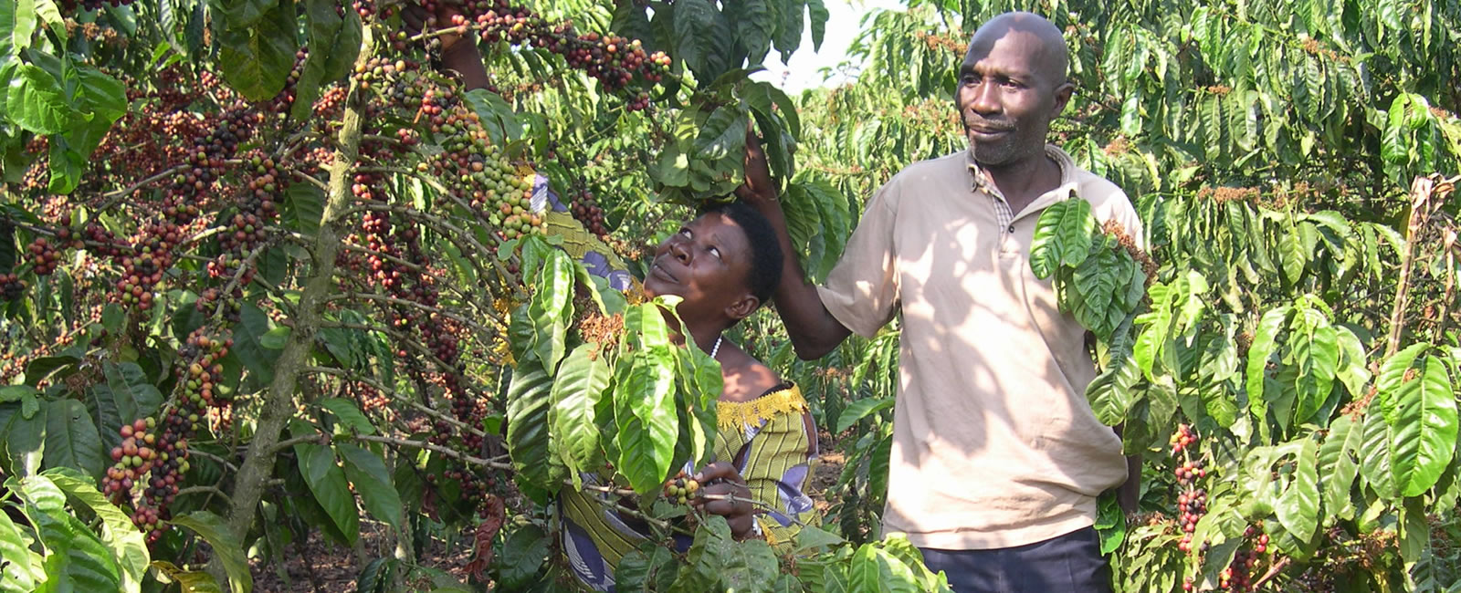 Agriculture & Rural Transformation